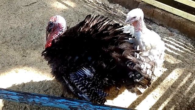 Ягнята смотреть онлайн