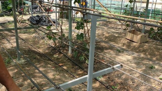 Малообъемка и виноград в теплице 70×10м смотреть онлайн