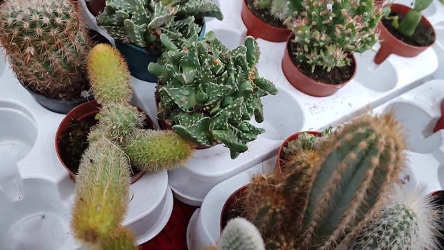 Orkide 50 TL, Alacalı Atatürk Çiçeği 25 TL, Yılbaşı Çiçeği 30 TL, Bandırma Cumartesi Pazarı Çiçekçi