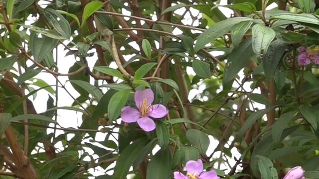 Straits or Singapore Rhododendron: Bees, lizard a flowerpecker... смотреть онлайн