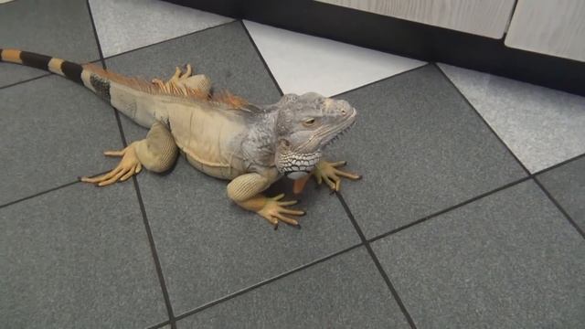 Iguana chasing me around! Horny devil! смотреть онлайн
