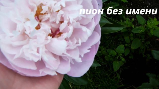 Супер-супер цветение Пионов в моём саду !!!