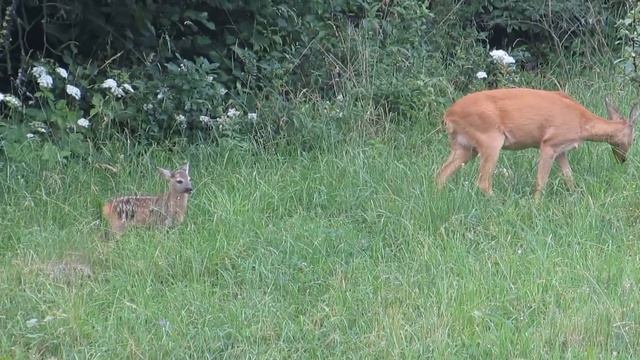 Doe with cub, Canon powershot sx510 hs (view from work, Presov, Slovakia) смотреть онлайн