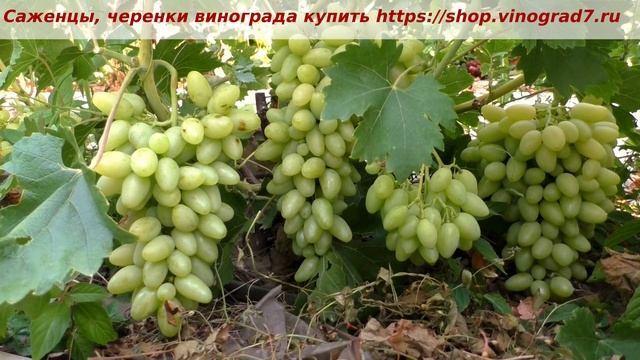 Пузенко Наталья Лариасовна, виноград для всех