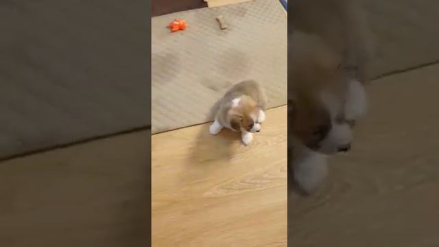 Вельш Корги Пемброк. Щенки РКФ. смотреть онлайн