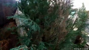 Можжевельник/болезни можжевельника/мучнистый червец/как бороться-щитовка!!!