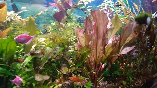 Аквариум 400 литров с живыми растениями и рыбками смотреть онлайн