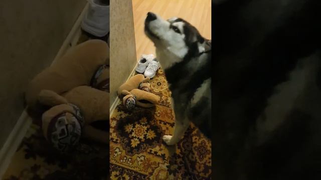 Хаски встречает хозяйку смотреть онлайн