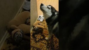 Хаски встречает хозяйку