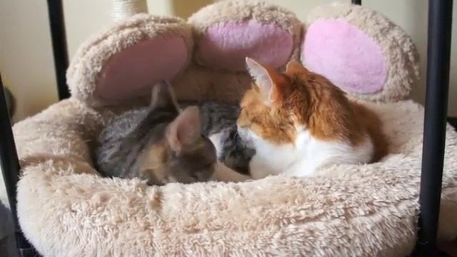 Семейные разборки кошек смотреть онлайн