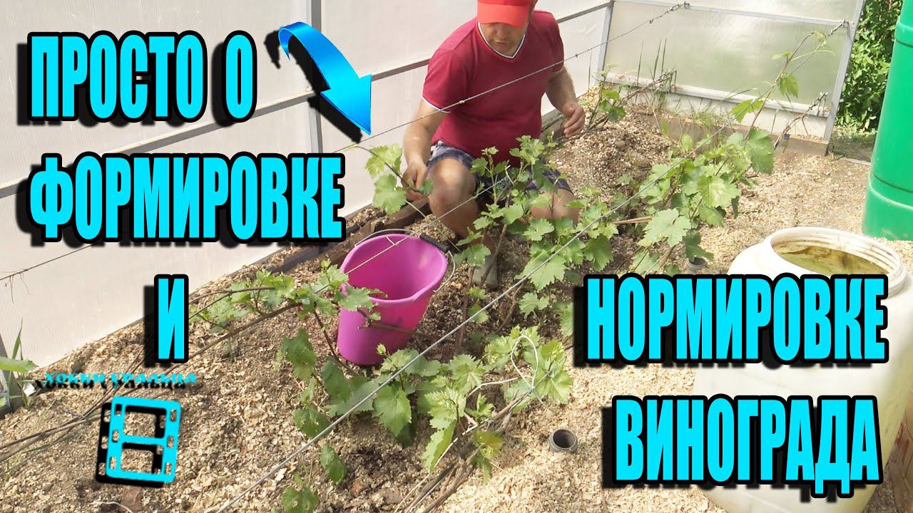 ФОРМИРОВКА ВИНОГРАДНОГО КУСТА, ОБЛОМКА, НОРМИРОВКА ПОБЕГАМИ И ГРОЗДЯМИ. СЕВЕРНЫЙ ВИНОГРАДНИК 9-21 смотреть онлайн