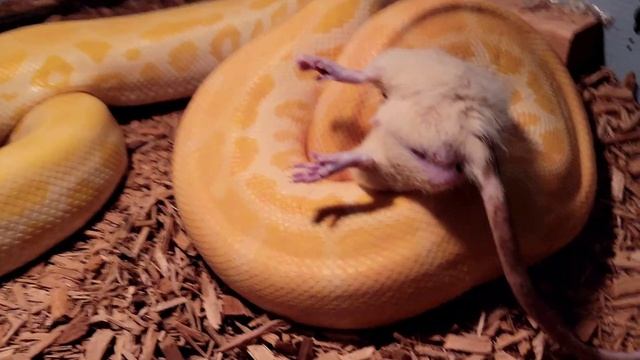 Giant Burmese Python Eats Rabied Giant Rat! Live Feeding Documentary! смотреть онлайн
