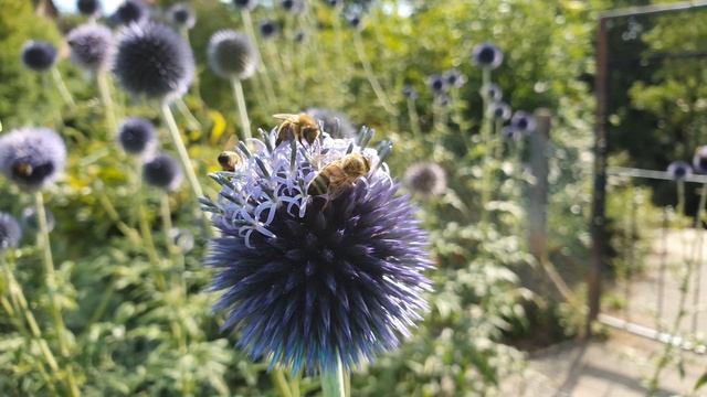 Мордовник и много насекомых. Мордовник на даче. Дачный участок в Германии. 4K видео смотреть онлайн