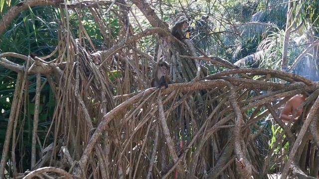 Шри-Ланка. Пляж Jungle Beach. Буддийский храм смотреть онлайн