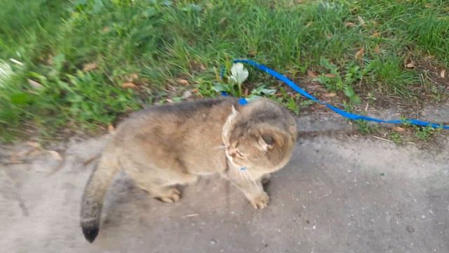 Котенок с улицы Лизюкова)