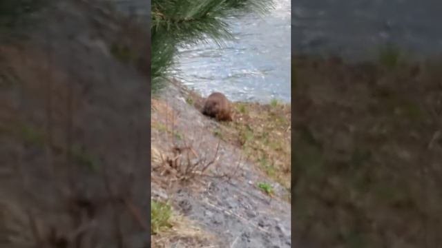 Бобер на Яузе смотреть онлайн