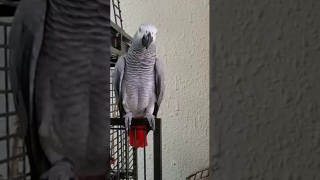 рекомендую! смешной ролик! смотреть онлайн