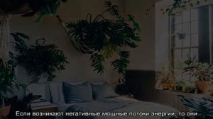 Какие комнатные цветы можно держать в спальне