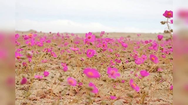 В самой засушливой пустыне мира цветут ослепительно разнообразные цветы смотреть онлайн