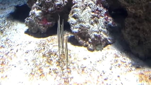 Морские угри Heteroconger hassi и рыбы Aeoliscus strigatus смотреть онлайн