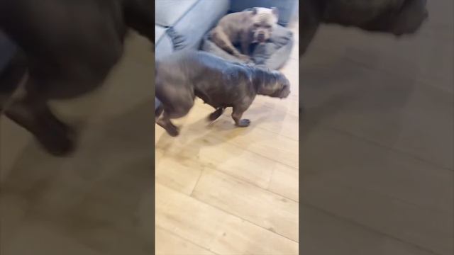 Собака на диване это ЗЛО⁉️Отвечаю раз и навсегда? смотреть онлайн