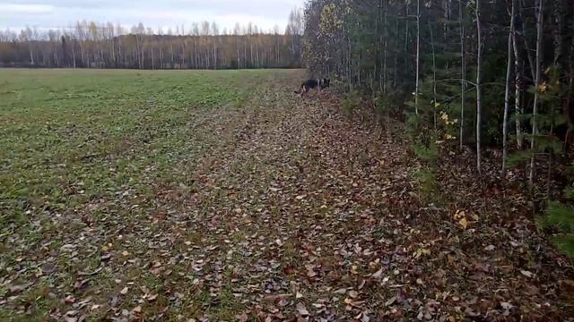 Прогулка овчаркой по лесу , октябре грибы неожидал Я подосиновик увидеть и соленые грибы смотреть онлайн