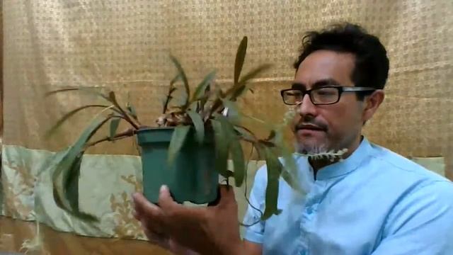 Silver Squill ( Ledebouria Socialis )