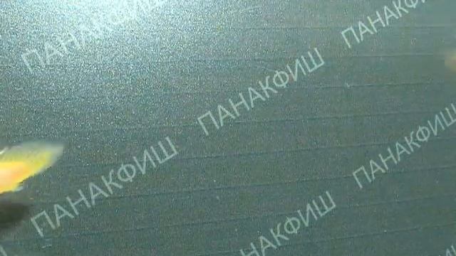 Полиптерус сенегальский золотой смотреть онлайн