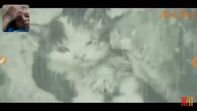 попробуй не заплакать челенж.Уродливый кот смотреть онлайн