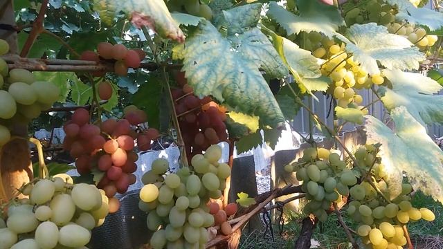 Калининградский виноград. Галахад. смотреть онлайн