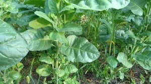 Томление и сушка Махорки \ Осмотр участков