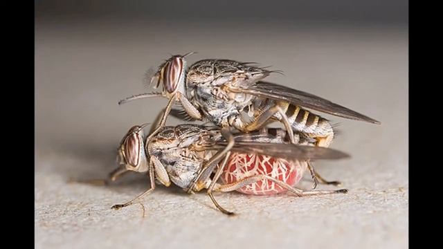 Личинки мух в теле человека смотреть онлайн