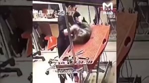 Собаку порвала и порезала «собачий» парикмахер на видео в Москве