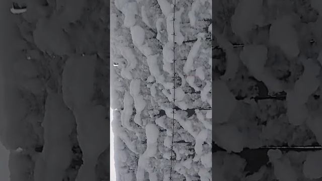 КОВЕР НА ЗАБОРЕ с собачками зверюшками птичками. смотреть онлайн