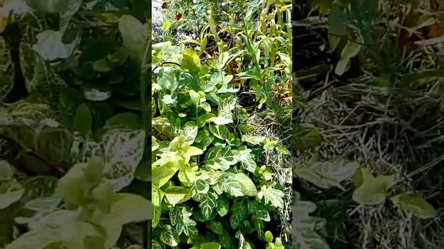 Жимолость японская смотреть онлайн