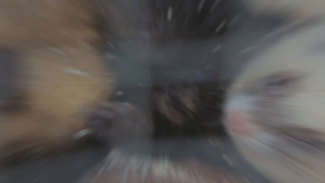 Зоопарк в самом центре Брянска с 2016 года. смотреть онлайн