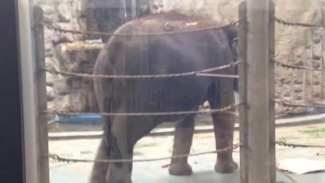 Московский зоопарк , львы , тигры , слоны , обезьяны , Moscow Zoo, lions, tigers, elephants, monkey смотреть онлайн