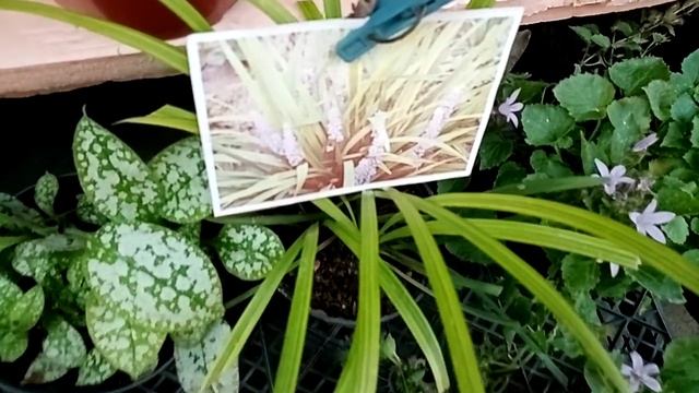 Обзор цветов на рынке. Славянск-на-Кубани. смотреть онлайн