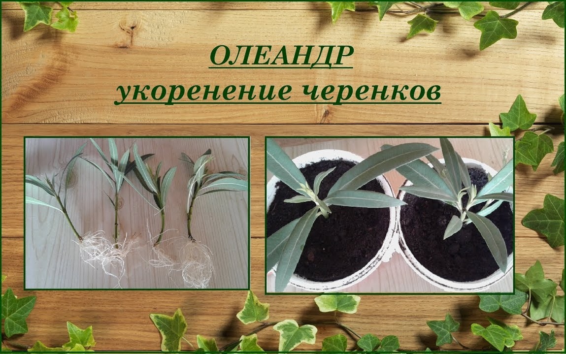Олеандр укоренение черенков смотреть онлайн