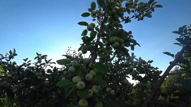 Небольшая яблоня изобильно увешанная яблоками летом 2021 года смотреть онлайн