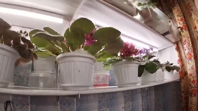 Полки и стеллажи для фиалок смотреть онлайн