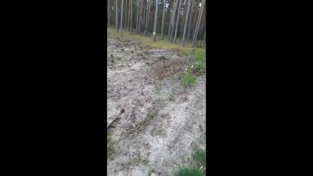 Строчок звичайний Gyromitra esculenta смотреть онлайн