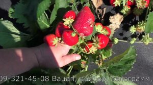 СИБИЛЛА рабочая лошадка в позднеспелом сегменте