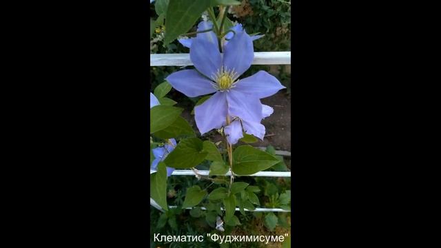 Клематис небесной красоты смотреть онлайн