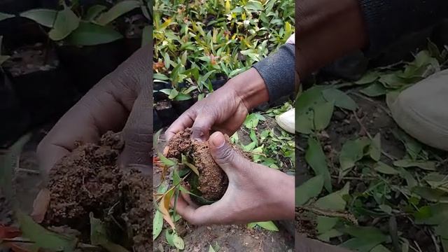 Best growing Syzygium plants?? roots 45 days смотреть онлайн