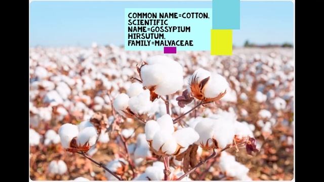 Cotton ( Gossypium hirsutum ) #cotton #thegreenworldstudy смотреть онлайн