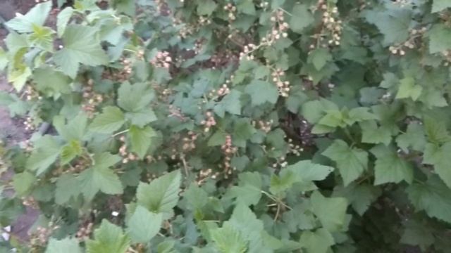 Хочешь чтоб смородина плодоносила обильно,сделай так. смотреть онлайн