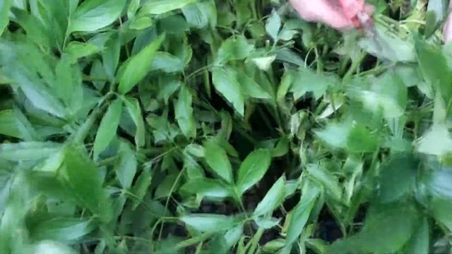 Как обрезать ирисы и пионы после цветения