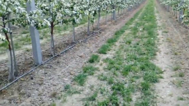 От ЭТОЙ подкормки деревья будут ломиться от урожая! Подкормка дрожжами смотреть онлайн