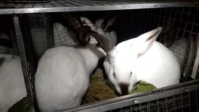 Кролики поедают амарант смотреть онлайн